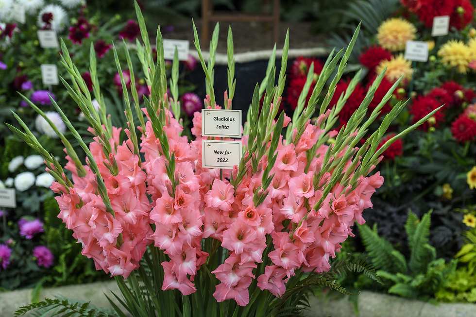 New varieties of Gladioli on display at Chelsea Flower Show 2021