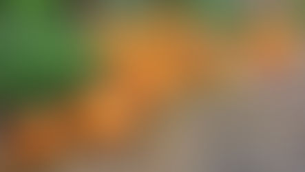 Get the Orange Vibe