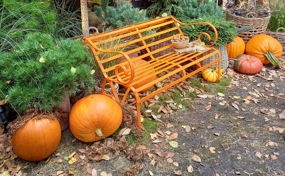 Pumpkin around a park bench