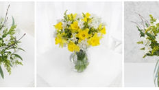 Early Season Narcissi Direct from Cornwall