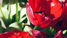 Why Do Tulips Keep Growing in a Vase?