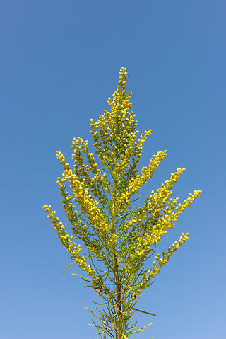Autumn Flowers Solidago