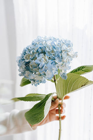 Autumn Flowers Hydrangea