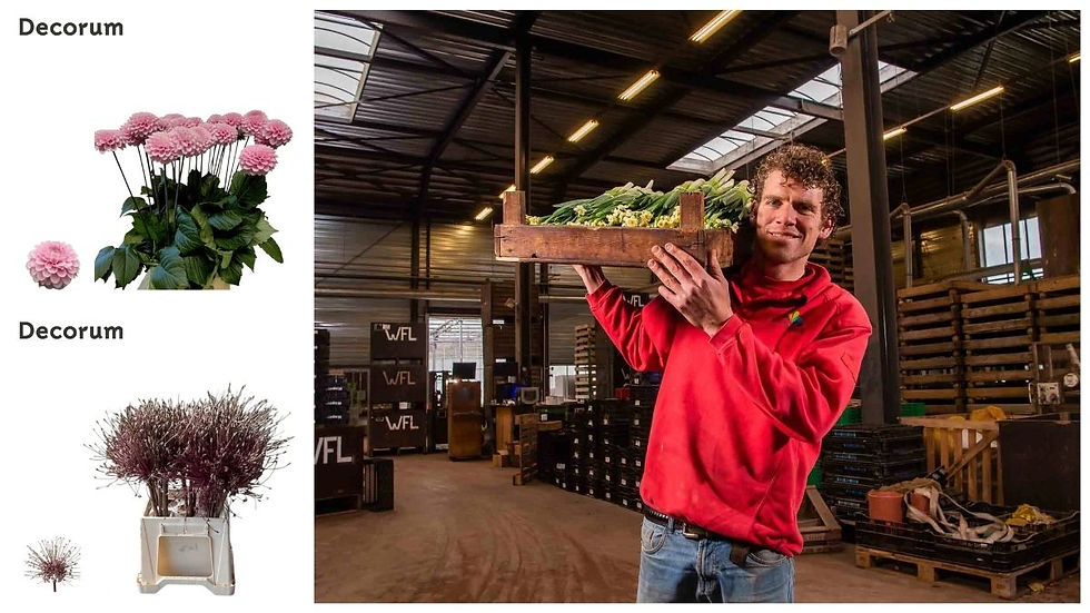 Dahlia Twinkle Couture (up) and Allium Schubertii (down) by W.F. Leenen in Decorum