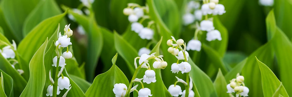 May Birth Flowers - Lily of the Valley