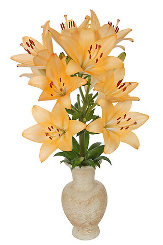 Asiatic lily