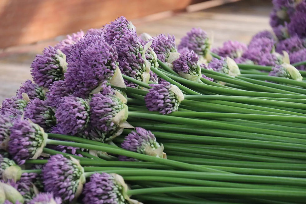 Allium