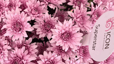 Chrysanthemums: The Rising Stars of the Floral Market