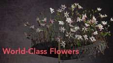 Marginpar Takes Centre Stage as a Main Sponsor of World Cup Floral Art 2025