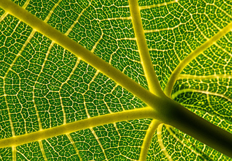close up image of a plant leaf showing the complexity of its structure