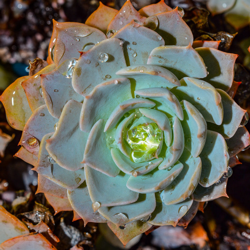 example of a dessert plant/succulent photosynthesising