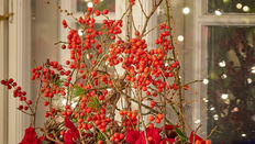 Ilex verticillata - Winterberry