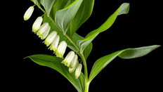 What's Available from UK Growers in May 