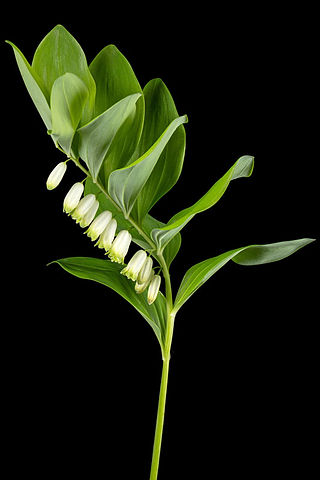 Solomon’s seal