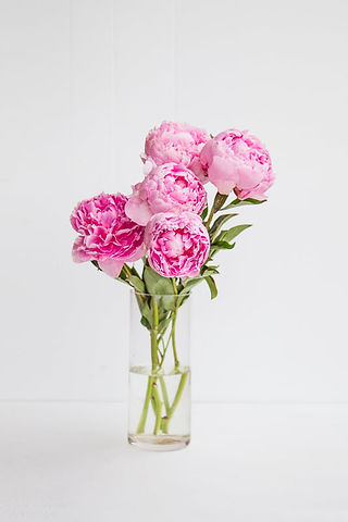 Summer Flowers Peony
