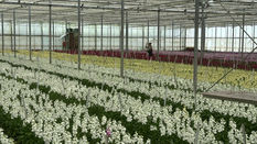 Flowers: a Growing Business