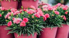 Mother’s Day - How to Make Your Plants the Perfect Pick-Me-Ups