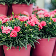 Mother’s Day - How to Make Your Plants the Perfect Pick-Me-Ups