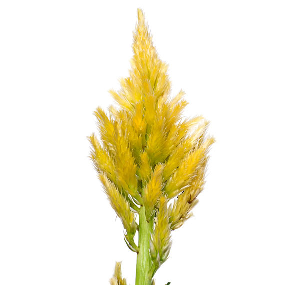 Yellow feathery Celosia flower spike on a green stem, isolated on a white background.