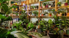National Houseplant Week 12th - 18th January 2026