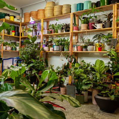 National Houseplant Week 12th - 18th January 2026