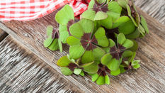 St Patrick’s Day: the Power of Green