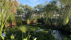 Innovative Sustainable Water Use on Marginpar Farms