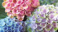 The Best Late Summer Blooms