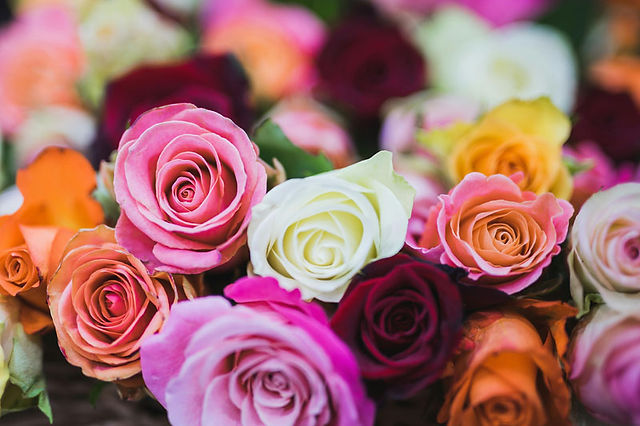 Roses ready to dry an example of best flowers