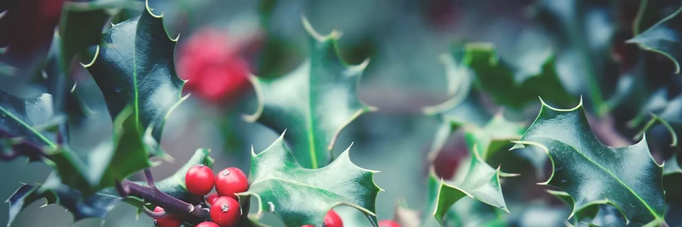 December Birth Flowers - holly