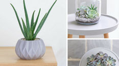 Introduce children to houseplants