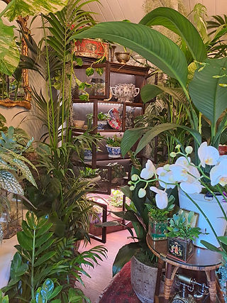 Chelsea Flower Show’s Houseplant Studios