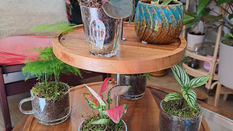Houseplant Inspiration from RHS Chelsea Flower Show 2024