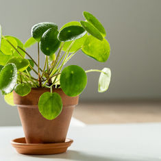 New Year Resolution? Invest in houseplants! 