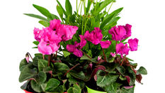 Houseplant Trends 2025 