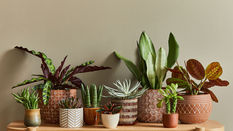 Houseplant Trends 2026