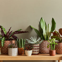 Houseplant Trends 2026 