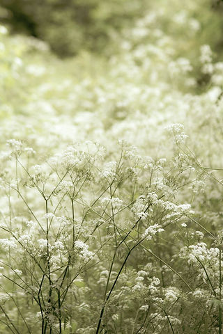 Summer Flowers Daucus