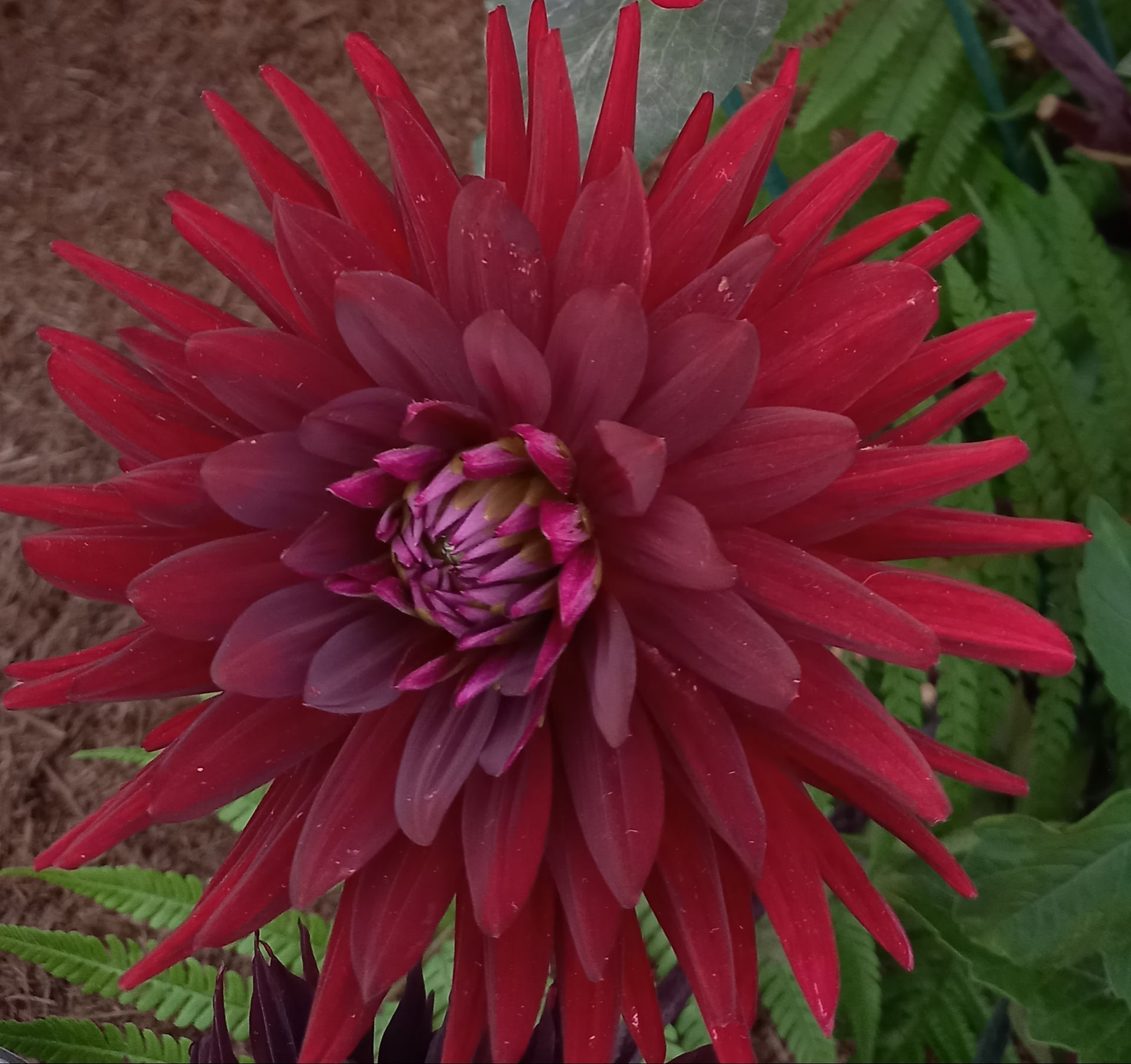 deep red Dahlia