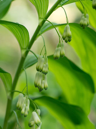 Solomon’s seal