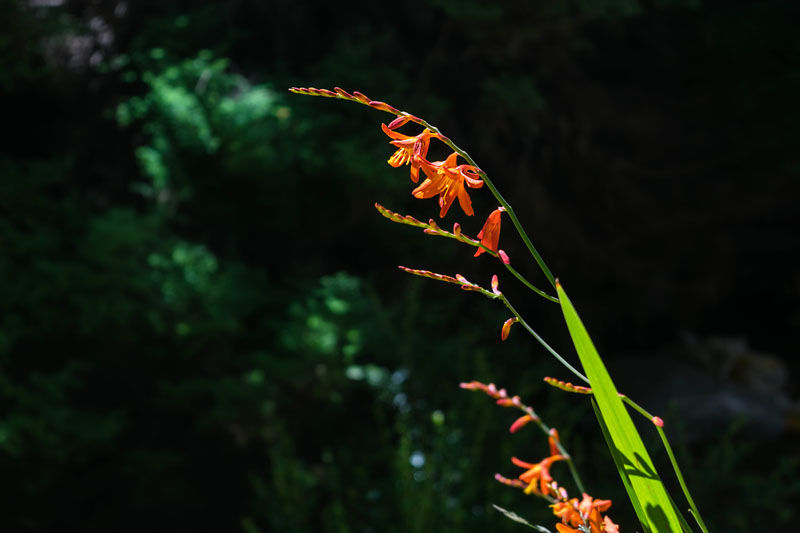 Crocosmia growing showing its bright golden orange colourings.