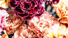 Dianthus - the World’s Most Reliable Flower featuring Floristry Tips from Su Whale