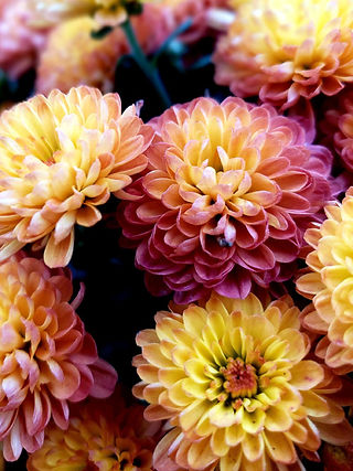 November Flowers Dahlia in autumn shades