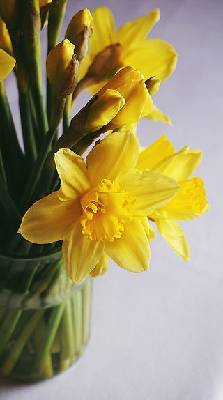 Winter Flowers Narcissus