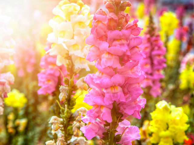 Winter Flowers Antirrhinum