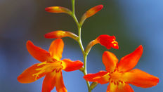 Close up of Crocosmia flowers showing some in flower and some in bud