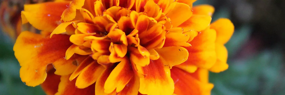 October Birth Flowers - marigold