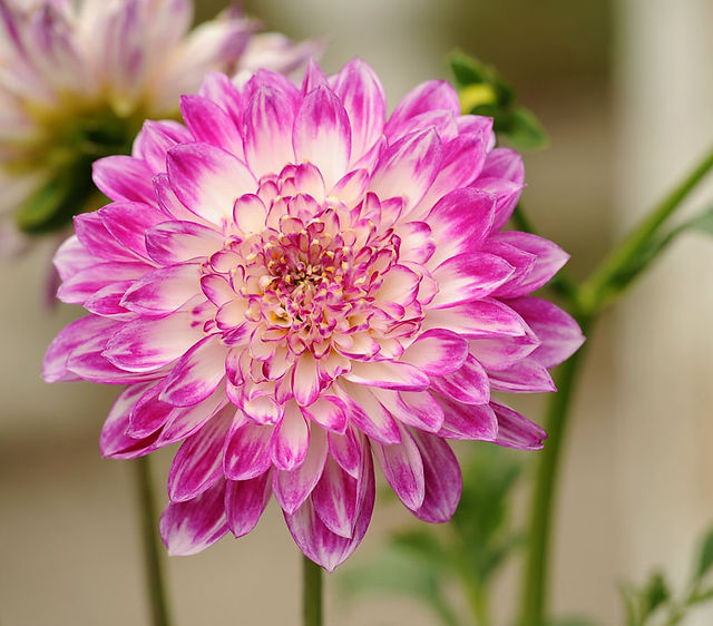 Autumn Flowers Chrysanthemum