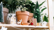 Spruce up your Plants for Christmas