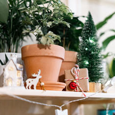 Spruce up your Plants for Christmas